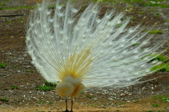 Albino Peacock at the Leo Carrillo Ranch in Carlsbad