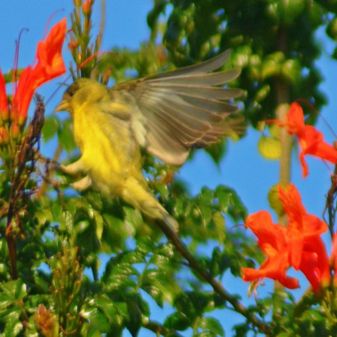 The arrival of spring. My own backyard. College Grove, San Diego