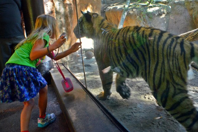 My daughter playing with a tiger at the San Diego Zoo