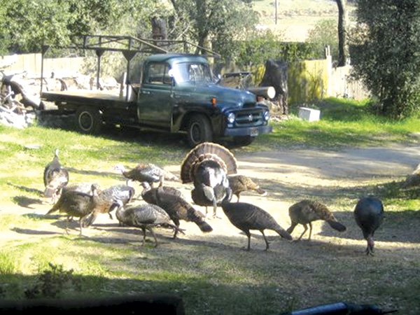 Wild turkeys are comfortable 
outside Duncan McFetridge’s home
