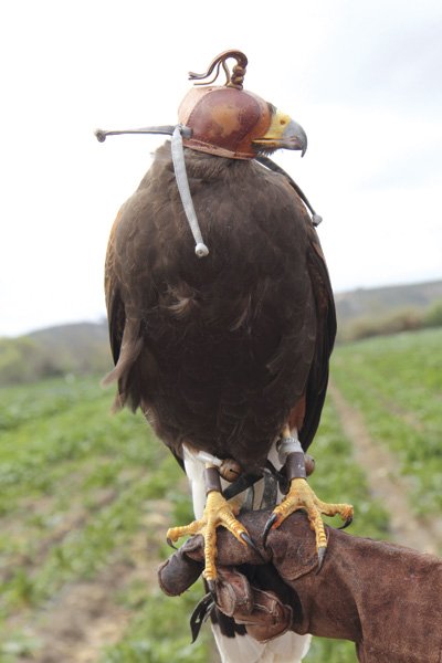Andrea Ashbaugh’s Harris’s hawk, Aidan, wears a hood to help him stay calm before and after a hunting session.