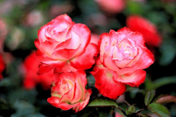 Rock N Roll Roses
Balboa Park Rose Garden
