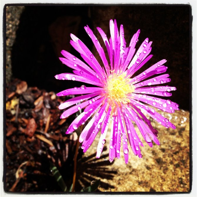 Spring Bloom La Costa, California
