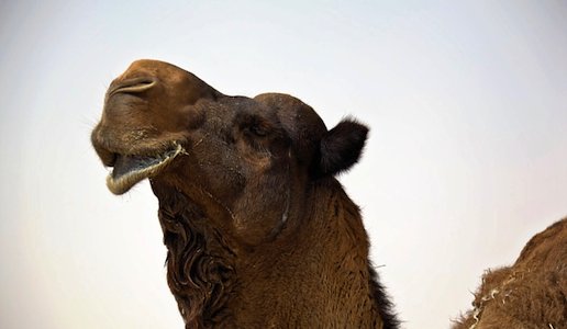 a photo-friendly camel