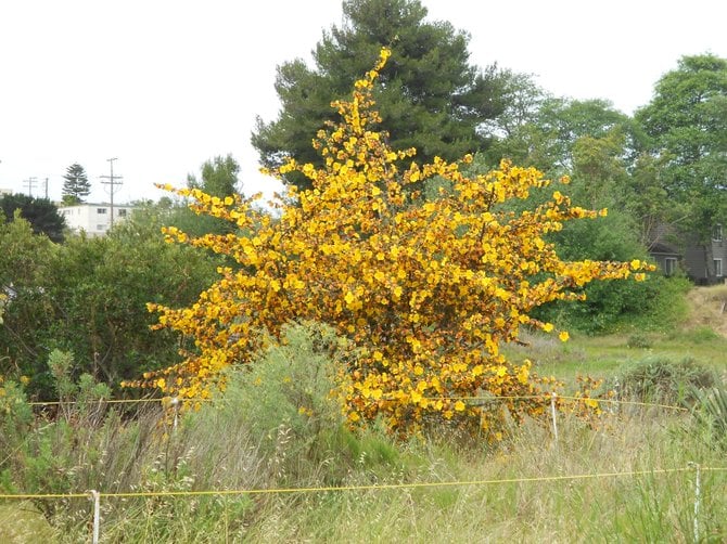 Springtime color along Famosa Slough trails in Midway District.