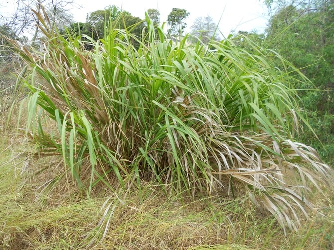 Spring time vegetation at Famosa Slough grown amuck.