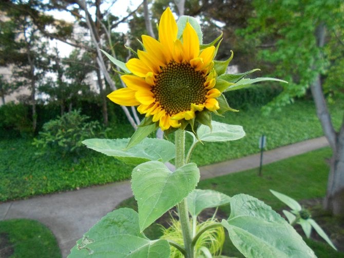 Sunflower blooming from leftover bird food on front porch in Ocean Beach.