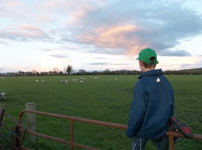 A boy looks out at a field of sheep near Kilkenny, Ireland.