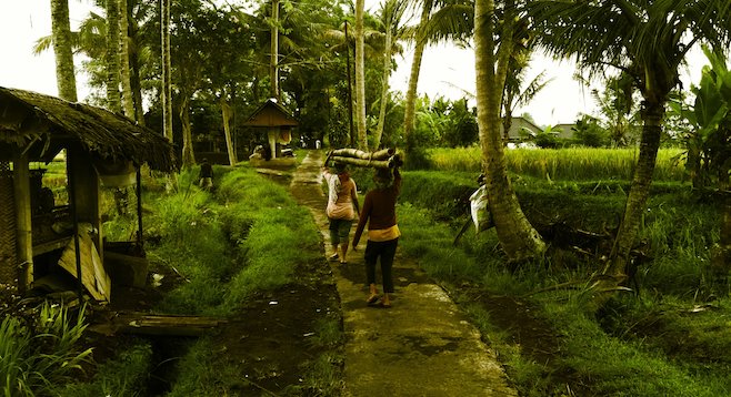 Bali, women transporting bamboo.