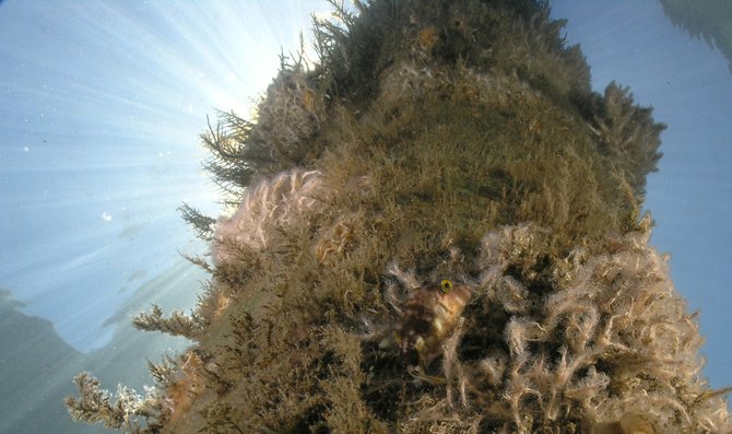 Puffer fish on pier piling in the bay at Riviera Beach, Florida. April 25, 2012