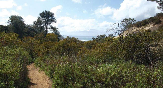 The Daughters of the American Revolution Trail is dotted with gnarled Torrey pine trees, views of Los Peñasquitos Lagoon, and the ocean. - Image by Joe Fader