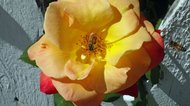 photo thumbnail