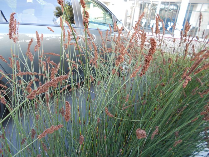 Wonderfully textured plants at UCSD parking lot near Music building.