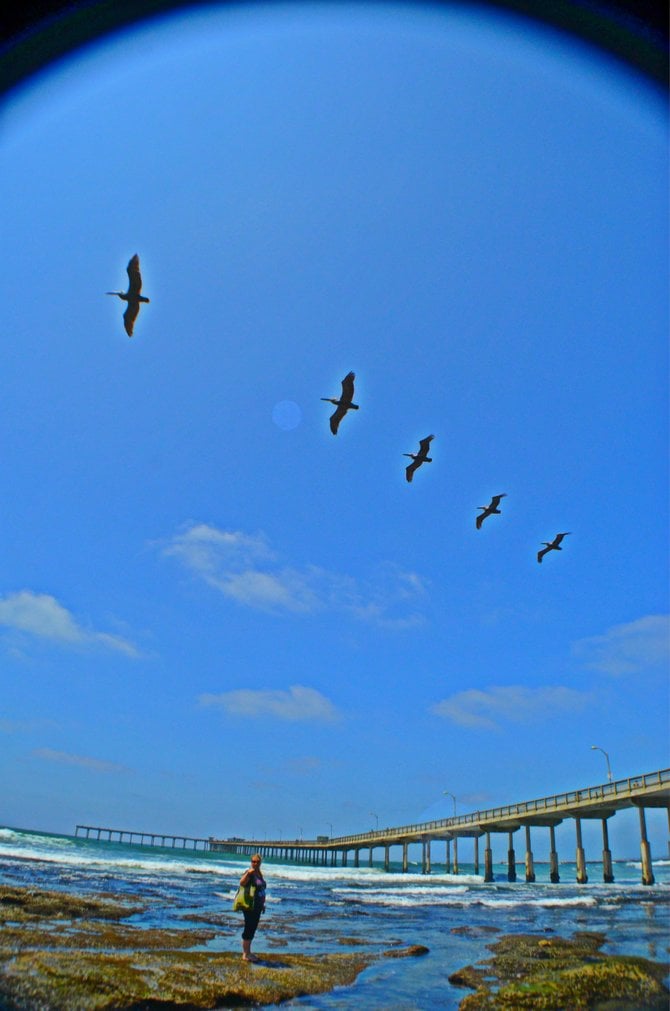 Pelicans over the Pier. OB