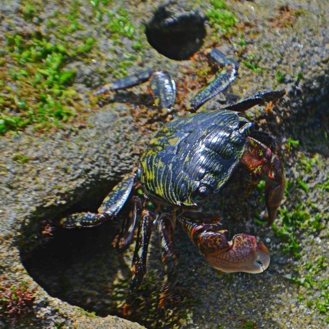 Crab. OB tidepools