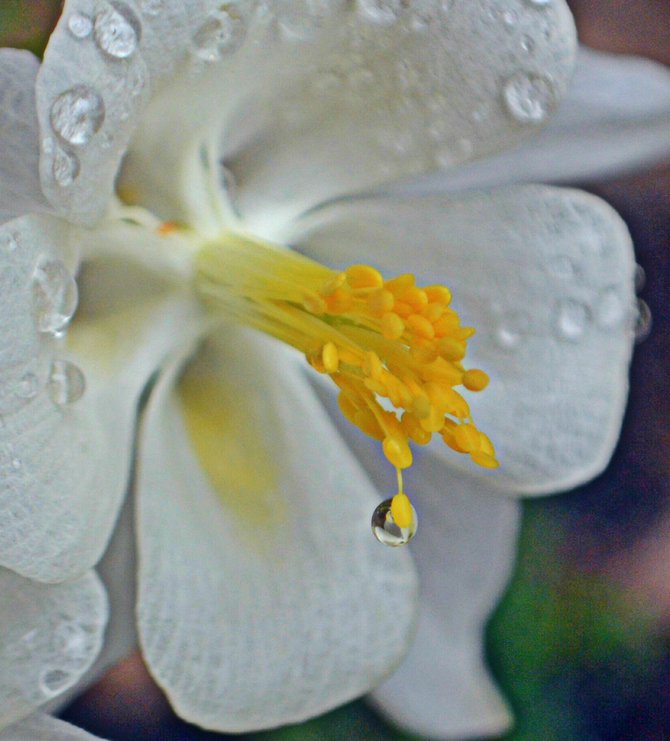 Wet Flower. Balboa Park.