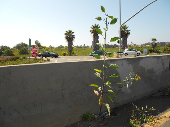 A hardy weed grows along the road in Ocean Beach near Sunset Cliffs Blvd.