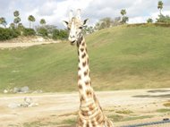 photo thumbnail