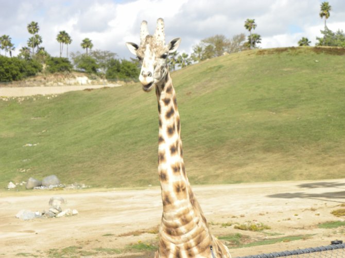 I took this photo at the Wild Animal Park. I think he liked me.