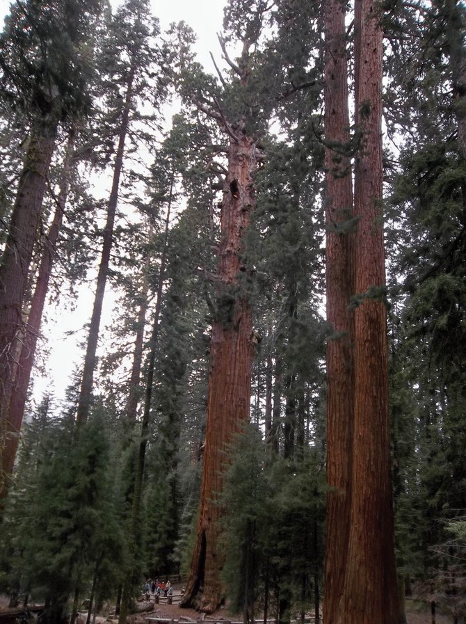 Little people, big trees in Sequoia National Park