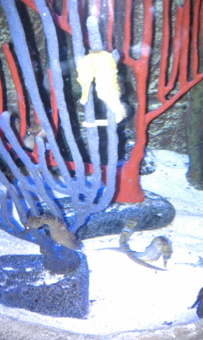A seahorse at the Sea Life Aquarium near Legoland. They are awesome little creatures you should really check them out.