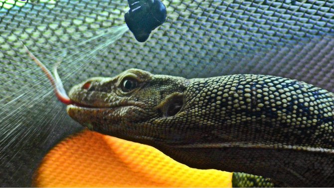 Thirsty lizard at the San Diego Zoo