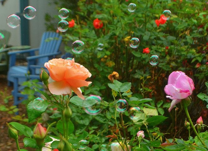 In My Bubble Garden. College Grove, San Diego.