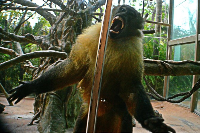 Fierce baboon. San Diego Zoo.