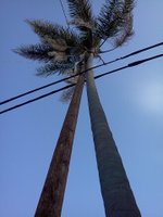 Palm tree growing leaning into the utility pole