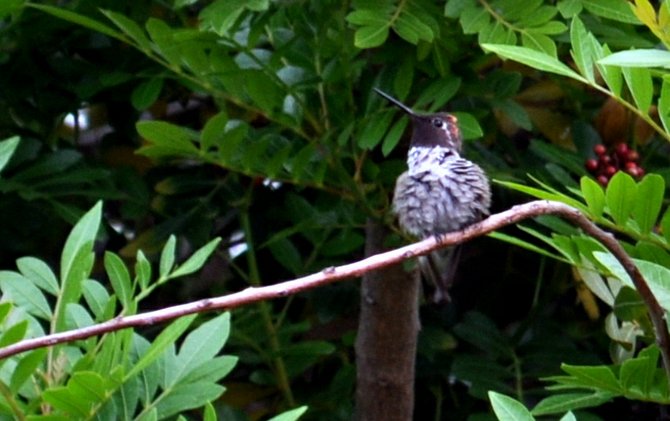Hummingbird in Rancho Bernardo