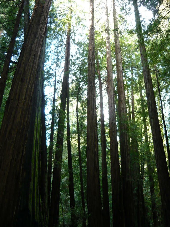 Redwoods at Muir Woods, San Francisco, CA
Taken 2/10/2012