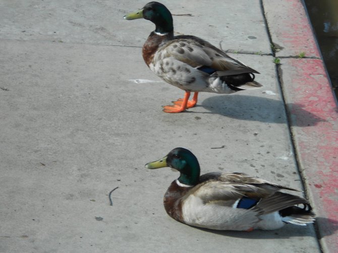 Some fine-feathered friends chilling on a sidewalk in Ocean Beach.