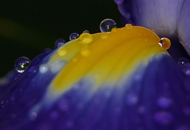 Spring time in Vista, CA - Dutch Iris