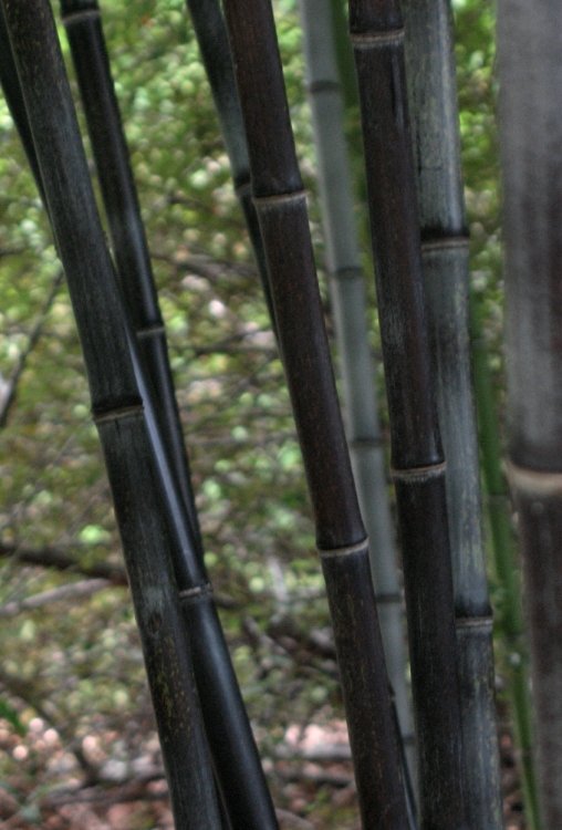 Bamboo at the manyotherworldly Sarah Duke Gardens, Durham NC