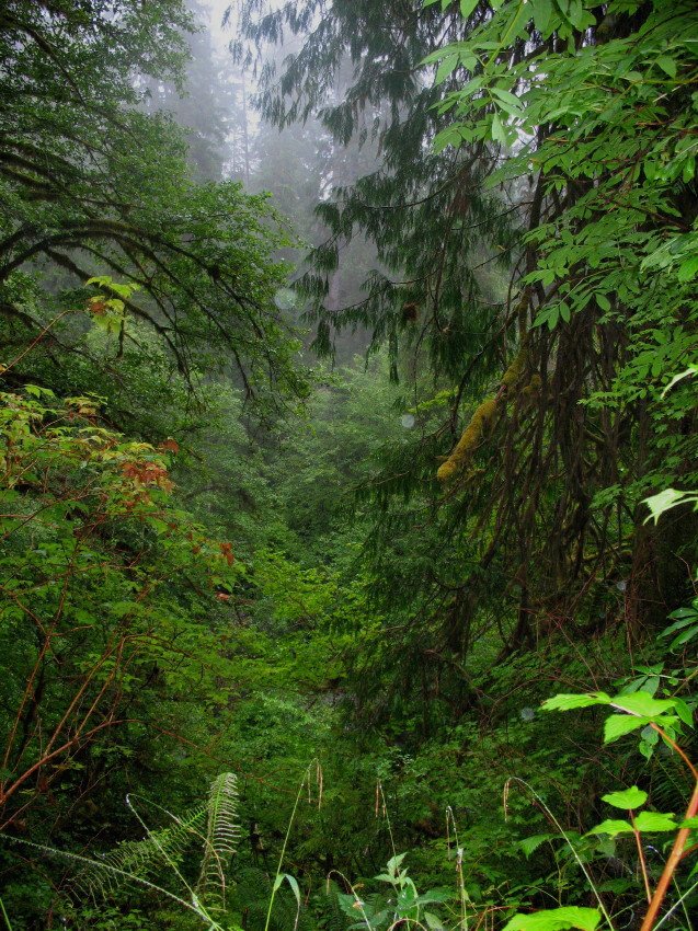 The rainforest, Lake Quinault