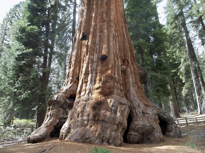 The massive trunk of a Sequoia, Sequoia National Park.