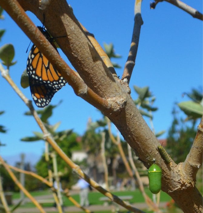 The Monarch-Three Stages of Life on One Branch. Balboa Park