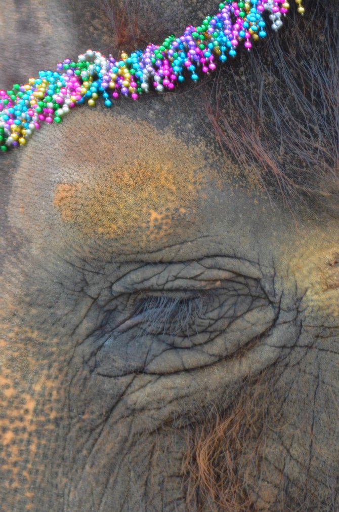 Elephant Ride at the Fair