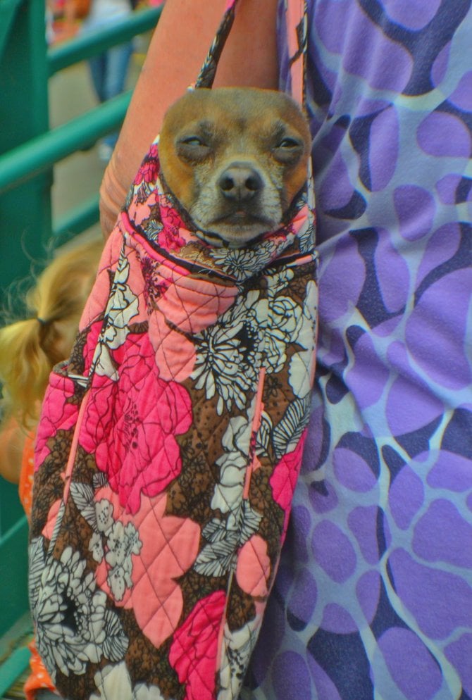 Purse Dog at the Fair