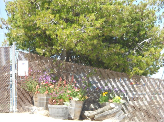 Colorful fenced area near Southwestern Yacht Club in Pt. Loma.