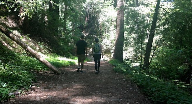 Hike through coastal redwoods in Santa Cruz, California. 
