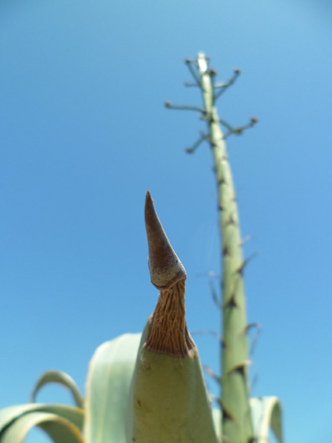 A massive agave on Coronado, my hood.