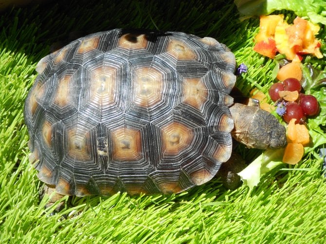 Hibernating turtle wakes up and chows down!