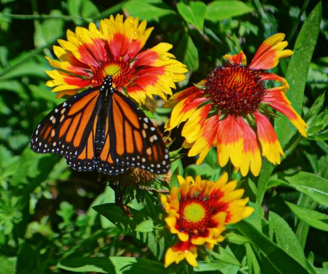 In the Butterfly Garden at Balboa Park