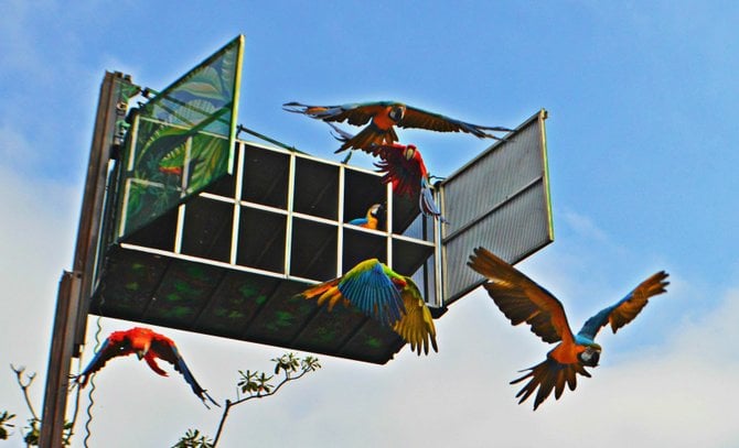 Releasing the parrots at the San Diego Zoo