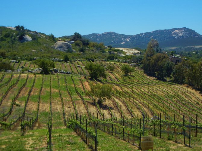 San Diego Wine Country- Milagro Farm Vineyards, Ramona