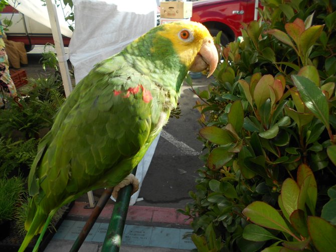 Friendly parrot at Ocean Beach Farmer's Market.