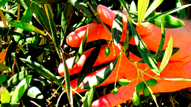 Fallbrook olive branch, brown-spotted leaves indicating natural pesticides