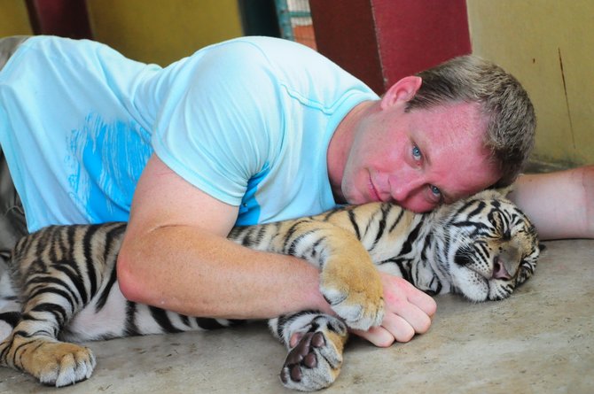 the best live tiger pillow in Thailand