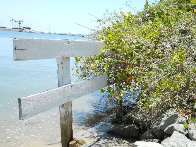 Fence and tree along San Diego Bay at high tide near Southwestern Yacht Club.